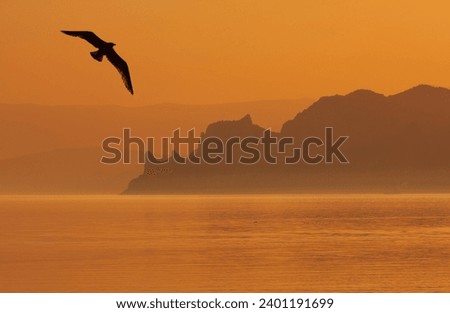 quiet landscape with flying seagul over morning sea