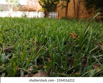 Quiet Lawn With Out Of Focus Picket Fence In The Background In The Summer With A Low Angle View. 