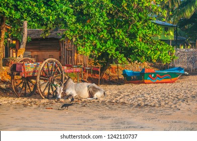 A quiet morning on the beach of Arugam Bay, Sril Lanka. 