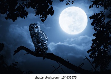 A quiet night, a bright moon rising over the clouds illuminates the darkness, and a Barred Owl sits motionless in the blue moonlight. slight diffuse glow added to enhance scene. All my own components.