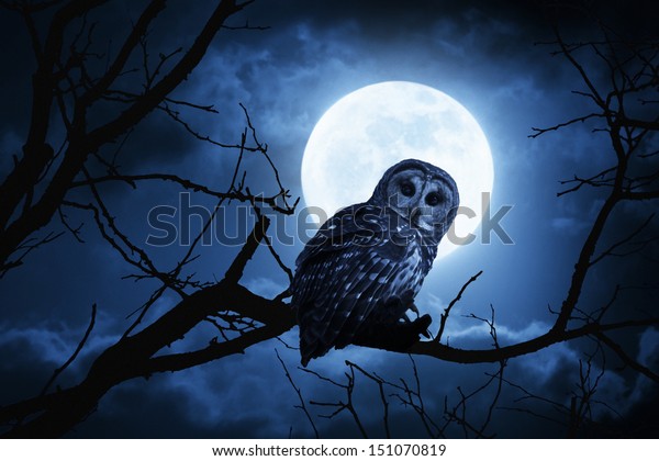 静かな夜 雲の上に輝く明るい月が闇を照らし バーレッド フクロウが青い月光の中でじっと座っている シーンを強化するために追加された微かな拡散光のグロー すべての自分のコンポーネント の写真素材 今すぐ編集