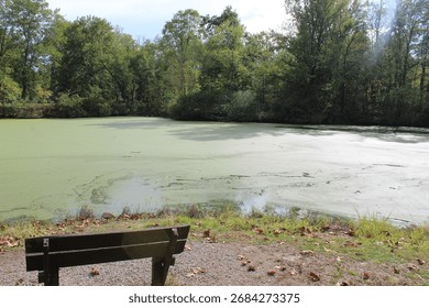 Quiet Park Bench Overlooking Algae Covered Pond in Forest Setting