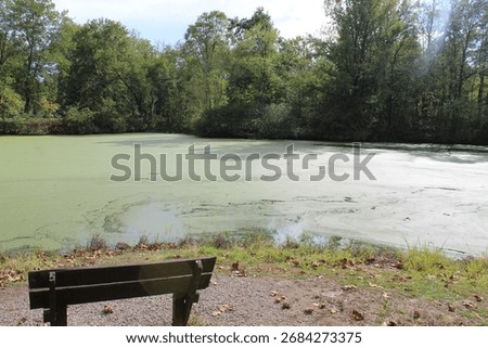 Quiet Park Bench Overlooking Algae Covered Pond in Forest Setting