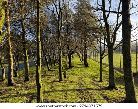 A quiet pathway where bare trees stand in soft winter light, their shadows weaving delicate patterns across the grass near Shay Lane, Heaton, Bradford. UK
