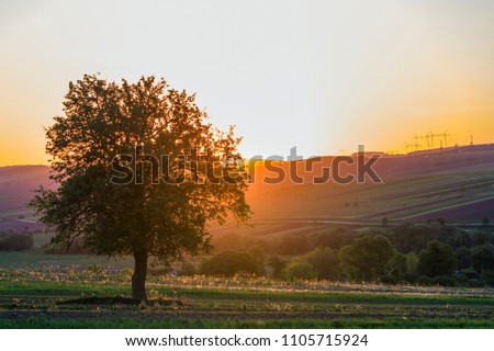 Quiet and peaceful view of beautiful big green tree at sunset growing alone in spring field on distant hills bathed in orange evening sunlight and high voltage lines stretching to horizon background.
