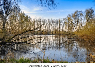 A quiet pond surrounded by bare trees reflecting in the still water under a clear sky. The scene is framed by branches in the foreground, capturing the peaceful ambiance of the natural environment. - Powered by Shutterstock