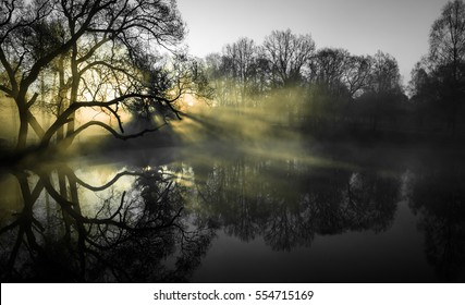 Quiet pond. Windless early morning. Sun had just risen above the horizon. The rays are punched through fog. Old willow branches stretched over the mirror-like surface. Black & yellow. Copy space.