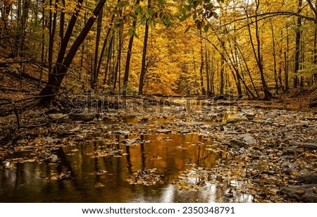 A quiet river stream in the autumn forest. Autumn forest stream. Forest stream in autumn. Autumn fores stream landscape