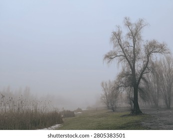 Quiet riverside path surrounded by dry reeds and leafless trees on a foggy morning