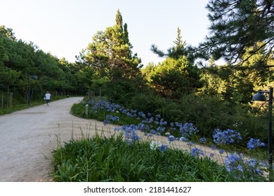 A Quiet Road In The Forest At Evening