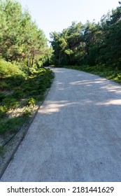 A Quiet Road In The Forest At Evening