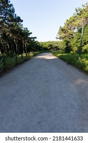 A Quiet Road In The Forest At Evening