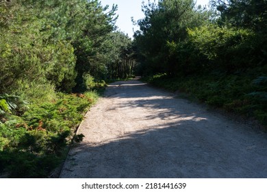 A Quiet Road In The Forest At Evening