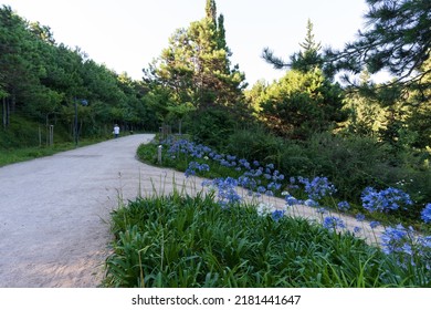 A Quiet Road In The Forest At Evening