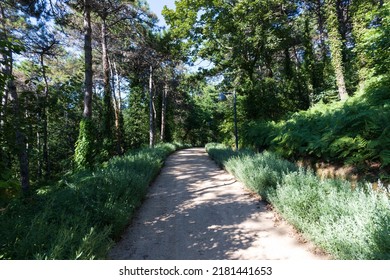 A Quiet Road In The Forest At Evening