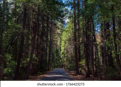 Quiet Road In The Valley Of Yosemite National Park