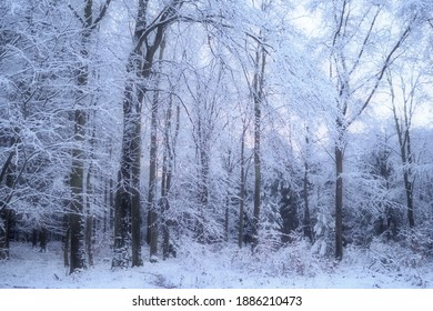 Quiet, snowy and frosty day in a forest in the Eifel
