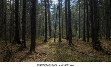 Quiet Solitude Among Tall Pine Trees in a Serene Forest - Powered by Shutterstock