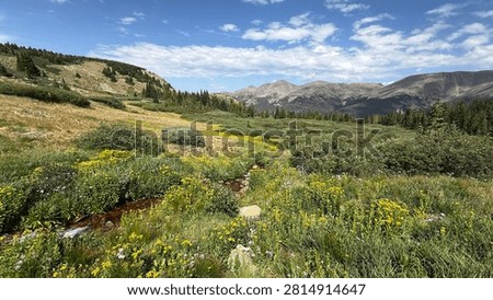 Quiet Stream Flows though the Alpine Meadow