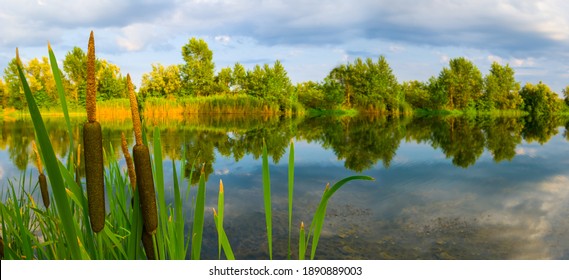 quiet summer river with cattail, summer countryside scene