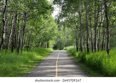 Quiet Trail Surrounded by Trees. Serene Nature Trail with Tall Trees and Summer Light.