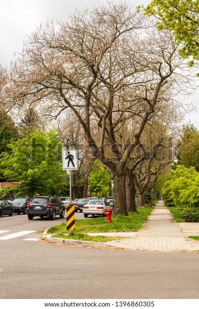 At a quiet Vancouver\
intersection Catalpa Trees line a busy residential neighbourhoods\
trees on an over cast spring afternoon. British Columbia,\
Canada.