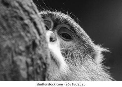 Quiet watcher in the shadows