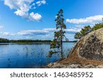 The quiet wild forest and lonely trees on the shore of the Saimaa lake in the Linnansaari National Park in Finland 