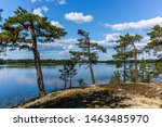 The quiet wild forest and lonely trees on the shore of the Saimaa lake in the Linnansaari National Park in Finland 
