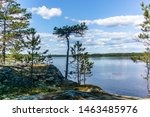 The quiet wild forest and lonely trees on the shore of the Saimaa lake in the Linnansaari National Park in Finland 