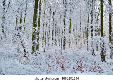 Quiet,snowy and frosty day in a winter forest in the Eifel