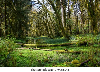 Quinault Forest in Olympic National Park, Washington.
