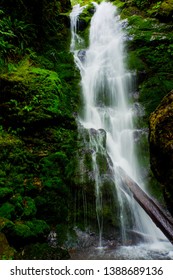 Quinault Loop Olympic Peninsula Washington State 