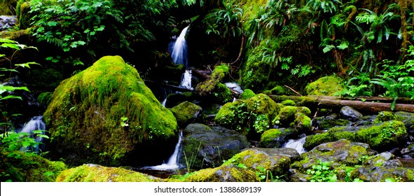 Quinault Loop Olympic Peninsula Washington State 