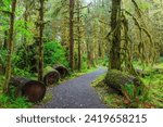 Quinault Rainforest : Olympic National Park : Quinault WA USA