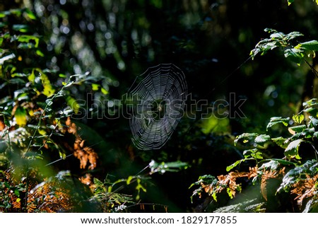 Foto Bild Einzelgänger Umwelt Natur