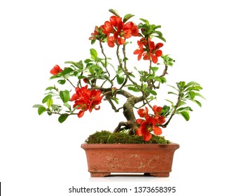 Quince Bonsai on white Background
