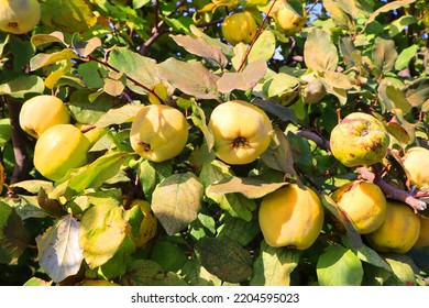 Quince Branch With Ripe Fruits 