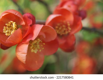 Quince Bush Blooming Quince Flowers