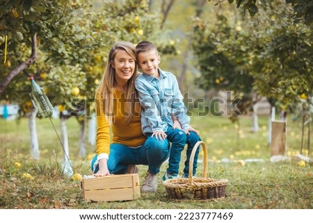 Quince. Fruit. Farm. Work. Nature. Mother with son at Quince farm. A young boy is Quince picking with his family in an orchard in autumn. He is smiling and giving an Quince to his mother.