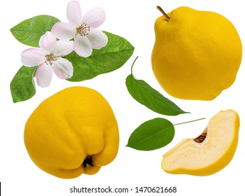 Quince Fruit Isolated On White Background. Set The Whole Ripe Quince And Slice Piece With Flower And Green Leaves As Detail For Design Package