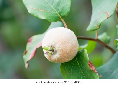 Quince Fruit. Organic Farming. Sustainable Food Production