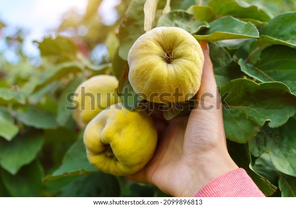 Quince fruits\
grow on a quince tree with green leaves, the genus Cydonia from the\
Rosaceae family. Selective\
focus