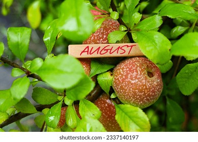 Quince  fruits ripening in the summer sun, in the last month of summer, next to the word August inscribed on a wooden board as an illustration of the seasons. - Powered by Shutterstock