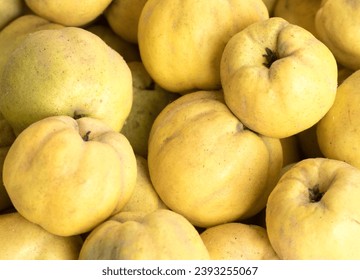 The quince is the member of Rosaceae family. It is a deciduous tree that bears hard, aromatic bright golden-yellow pome fruit