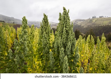 Quinoa Field