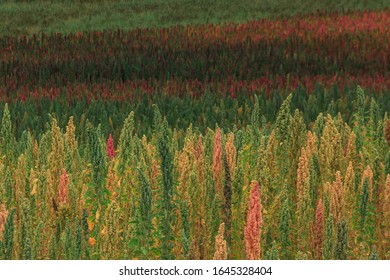 Quinoa Field In Cusco, Perú