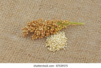 Quinoa Plant And Grain