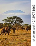 Quintessential African scene of Elephants on the move under the shadow of Africa