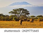 Quintessential African scene of Elephants on the move under the shadow of Africa